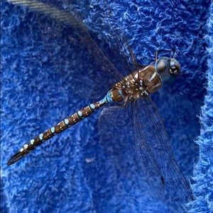 Meet your Posher, Sharon